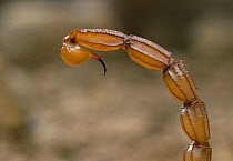 European yellow scorpion (Buthus occitanus) close up of tail and sting, Spain