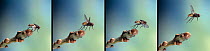 Common housefly (Musca domestica) take off sequence, four images