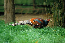 Hume's bar tailed pheasant (Syrmaticus humiae)   on grass, Endangered species, controlled conditions