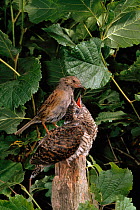 Hedge sparrow / Dunnock (Prunella modularis) feeding Cuckoo (Cuculus canorus) chick, UK