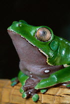 Giant monkey / Leaf frog (Phyllomedusa bicolor) South America