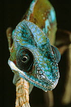 Panther chameleon (Furcifer / Chamaeleo pardalis) walking along narrow branch, controlled conditions