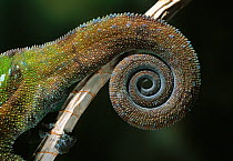 Panther chameleon (Furcifer / Chamaeleo pardalis) close up of tail, controlled conditions