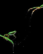 Common european tree frog (Hyla arborea) leaping, multiflash sequence of two images