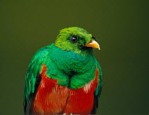 Resplendent quetzal (Pharomachrus mocinno) male, portrait, controlled conditions.