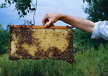 Honeybees (Apis mellifera) on new frame in beehive, UK