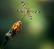 Common scorpionfly (Panorpa communis) taking off, UK, controlled conditions
