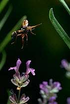Thick headed fly (Physocephala nigra) in flight, controlled conditions.