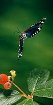 Faithful beauty moth (Composia fidelissima) in flight, Everglades, Florida, USA. Controlled conditions.