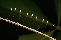 Lacewing eggs, stalked