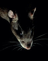 Brown rat (Rattus norvegicus) backlit, portrait, controlled conditions, UK