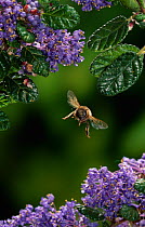 Honey bee (Apis mellifera) flying to Ceanothus flowers, UK. Controlled conditions.