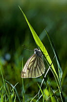 Green veined white butterfly (Pieris napi) UK