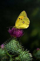 Clouded yellow butterfly (Colias crocea) on thistle flower, UK