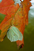 Brimstone butterfly (Gonepteryx rhamni) on autumn leaf, UK