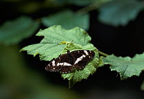 White admiral butterfly (Limenitis camilla) on leaf with wings open, UK