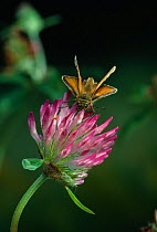 Small skipper butterfly (Thymelicus sylvestris) on clover flower, UK