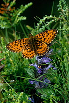 Small pearled border butterfly (Boloria selene) on vegetation, UK