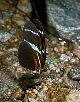 Heliconius butterfly (Heliconius antiochus) resting on the ground, wings closed