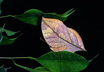 Indian leaf butterfly (Kallima inachus) at rest, camouflaged as leaf