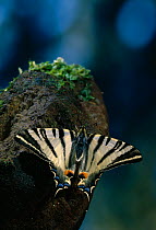 Scarce swallowtail butterfly (Iphiclides podalirius)