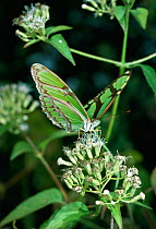 Scarce bamboo butterfly (Phylaethria dido)  feeding on flower, wings open, Venezuela, South America.