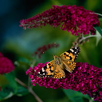 Painted lady butterfly (Vanessa cardui) on Buddleia flowers, UK