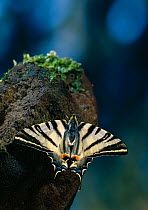 Scarce swallowtail butterfly (Iphiclides podalirius) Europe