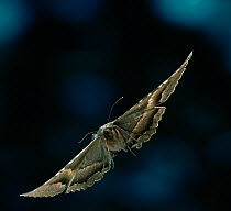 Black witch moth (Ascalapha odorata) in flight