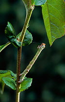Caterpillar larva of Peppered moth (Biston betularia) camouflaged as twig on plant, UK