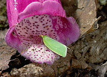 Green oak roller moth (Tortrix viridana) entering Foxglove flower, UK