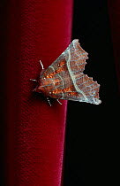 Herald moth (Scoliopteryx libatrix) UK