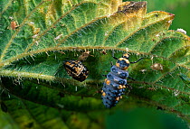 Larva of Seven spot ladybird (Coccinella septempunctata) UK