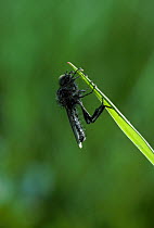 Robber fly (Asilidae) UK