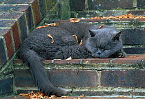 Domestic cat (Felis catus) British blue breed sleeping on stone steps with autumn leaves, UK