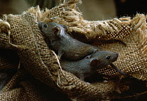 House mice (Mus musculus) in hessian sack, UK