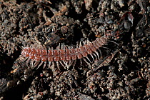 Millipede (Polydesmus sp) on soil, UK