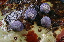 Flat topshells (Gibbula umbilicalis) in rock pool, UK