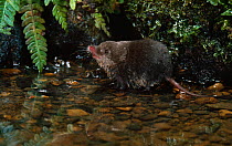 European water shrew (Neomys fodiens) at edge of stream , UK, controlled conditions