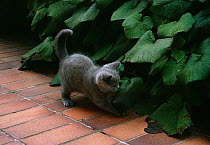 Domestic cat (Felis cattus) British blue breed kitten playing on garden terrace, UK