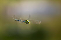 Southern hawker dragonfly (Aeshna cyanea) in flight, UK