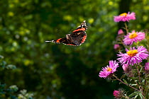 Red admiral butterfly (Vanessa atalanta) shortly after taking off from Aster flowers, UK, sequence 1/4
