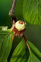 Marbled orb web spider (Araneus marmoreus) in garden, UK