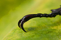 Close up of claw of Rhinoceros beetle (Dynastinae)