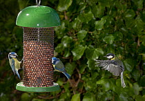 Blue tits (Parus caeruleus) feeding at nut feeder, Great tit (Parus major) flying to feeder, UK