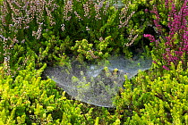 Money spider web (Liniphiidae) on heather plants, UK