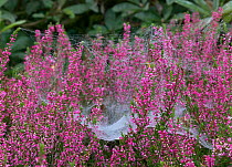 Money spider web (Liniphiidae) on flowering heather plants, UK