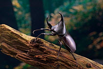 Rhinoceros beetle (Oryctes sp) controlled conditions
