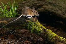 Yellow-necked mouse (Apodemus flavicollis) UK, controlled conditions