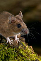 Yellow-necked mouse (Apodemus flavicollis) UK, controlled conditions